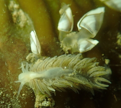 Fiona pinnata