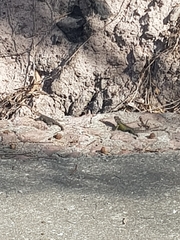 Sceloporus torquatus