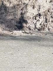 Sceloporus torquatus