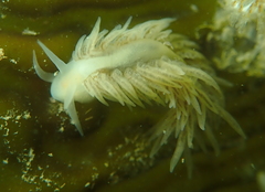 Fiona pinnata