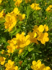 Lithospermum caroliniense
