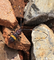 Trachyderes elegans