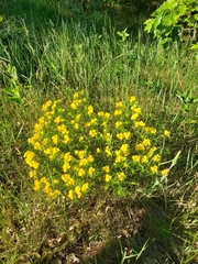 Lithospermum caroliniense