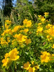 Lithospermum caroliniense