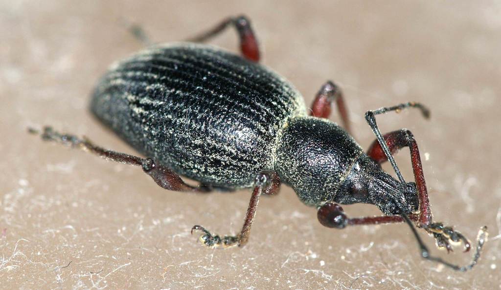 Otiorhynchus clavipes
