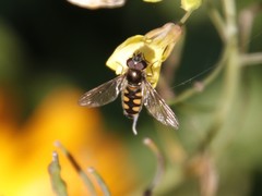 Melangyna viridiceps