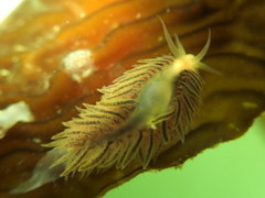 Fiona pinnata