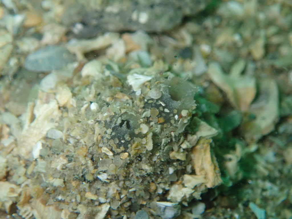 Petite molgule de sable