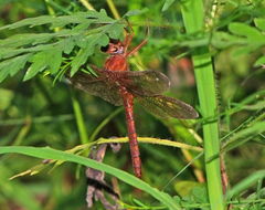 Neurocordulia xanthosoma