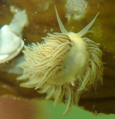 Fiona pinnata