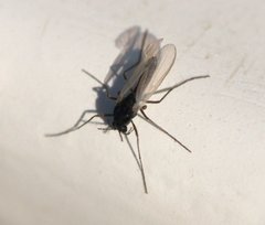 Sciaridae
