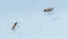Sciaridae