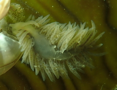 Fiona pinnata