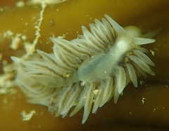 Fiona pinnata