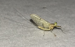 Stenacron interpunctatum interpunctatum