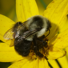 Bombus impatiens
