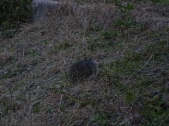 Cavia aperea