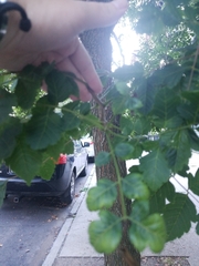 Koelreuteria paniculata