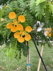 Gonopterodendron arboreum