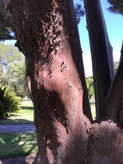 Cupressus guadalupensis
