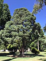 Cupressus guadalupensis