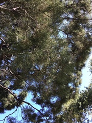 Cupressus guadalupensis