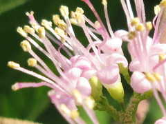 Callicarpa dichotoma