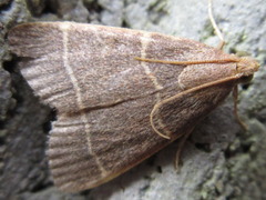 Hypsopygia glaucinalis