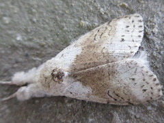 Calliteara pseudabietis