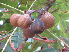 Aesculus turbinata