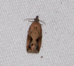 Endothenia nubilana