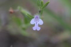 Hedeoma reverchonii serpyllifolia