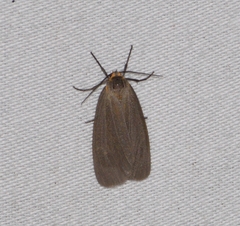 Pagara simplex