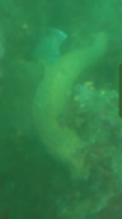 Apostichopus parvimensis