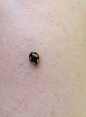 Harmonia axyridis