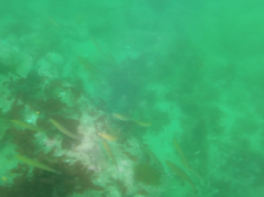 Halichoeres californicus