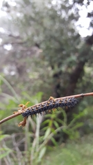 Euphydryas chalcedona