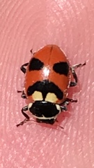 Hippodamia oregonensis