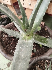 Aloe