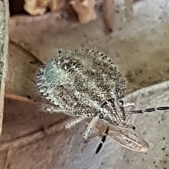 Dolycoris