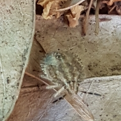Dolycoris