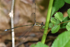 Lestes inaequalis