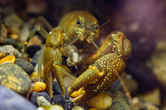 Samastacus spinifrons