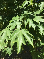 Acer macrophyllum