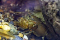 Samastacus spinifrons