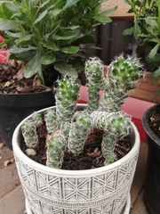 Cactaceae