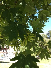 Acer macrophyllum