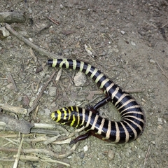 Diploglossus lessonae