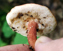Gyroporus purpurinus