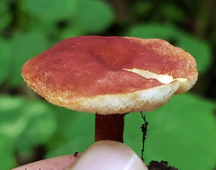 Gyroporus purpurinus